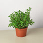 Nematanthus Candy Corn Plant 'Brazilian Firecracker'