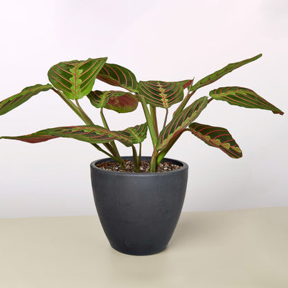 Maranta 'Red Prayer'