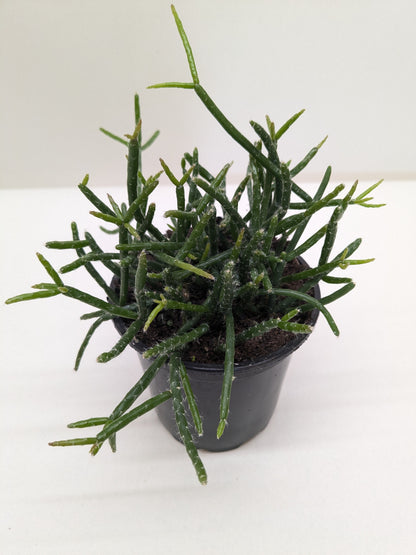 Mistletoe Cactus | Easy Care Trailing Succulent for Hanging Baskets
