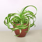 Spider Plant 'Bonnie'