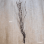 Ikebana Twig Branch