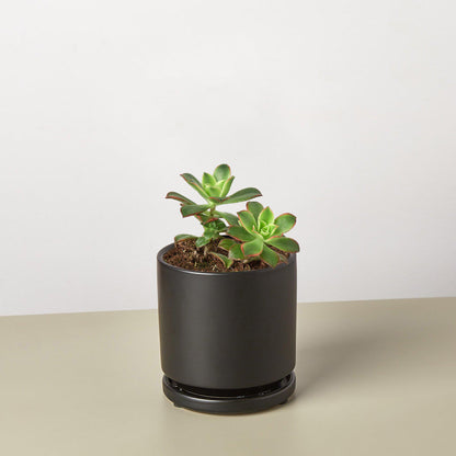 Succulent 'Kiwi'