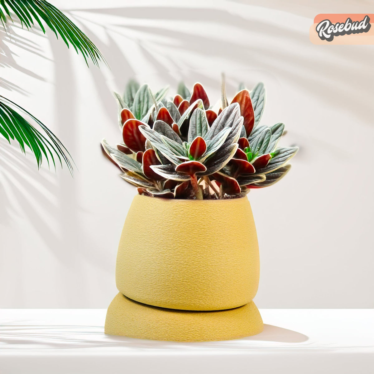 Nubium Planter