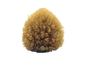 All-Natural Dead Sea Sponge